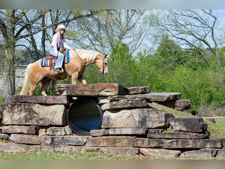 American Quarter Horse Castrone 15 Anni 155 cm Palomino in Quitman AR