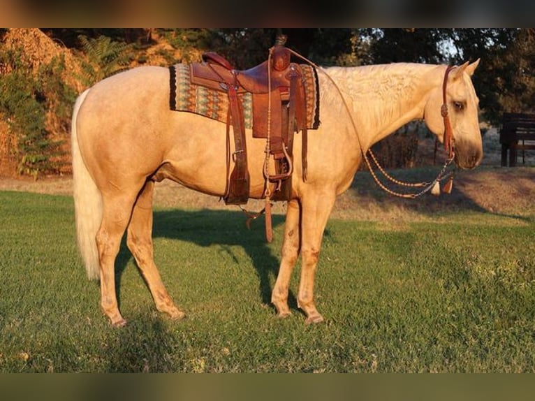American Quarter Horse Castrone 15 Anni 155 cm Palomino in Turlock CA