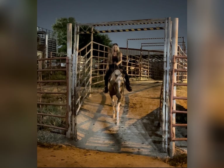 American Quarter Horse Castrone 15 Anni 155 cm Palomino in Weatherford, TX