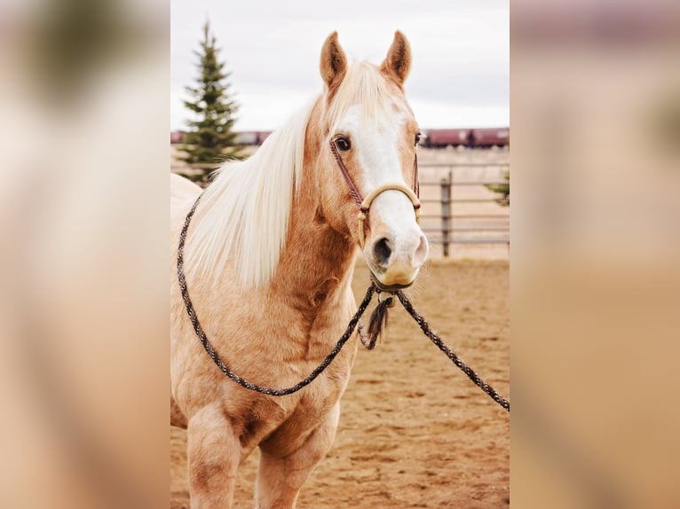 American Quarter Horse Castrone 15 Anni 155 cm Palomino in Winston MT