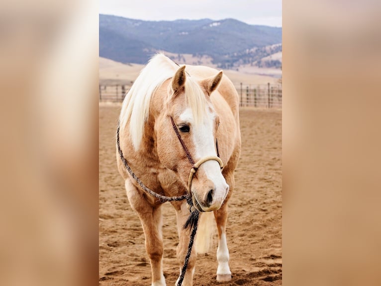American Quarter Horse Castrone 15 Anni 155 cm Palomino in Winston