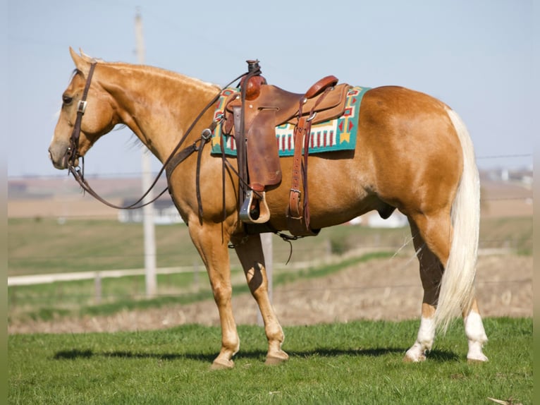 American Quarter Horse Castrone 15 Anni 155 cm Palomino in Bernard IA