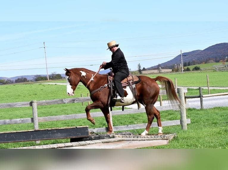 American Quarter Horse Mix Castrone 15 Anni 155 cm in Rebersburg, PA