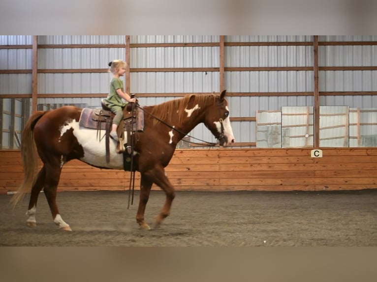 American Quarter Horse Mix Castrone 15 Anni 155 cm in Rebersburg, PA