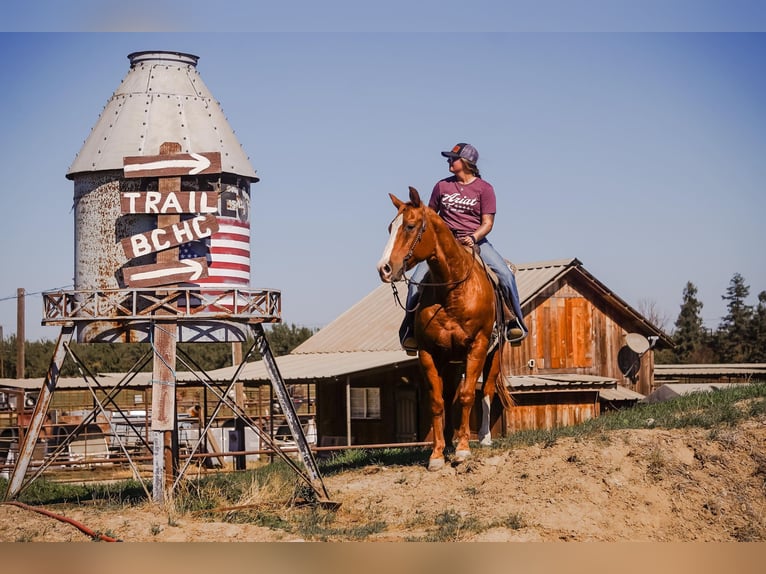 American Quarter Horse Castrone 15 Anni 155 cm in Valley Springs CA