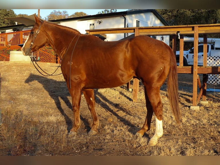 American Quarter Horse Castrone 15 Anni 155 cm in Valley Springs CA