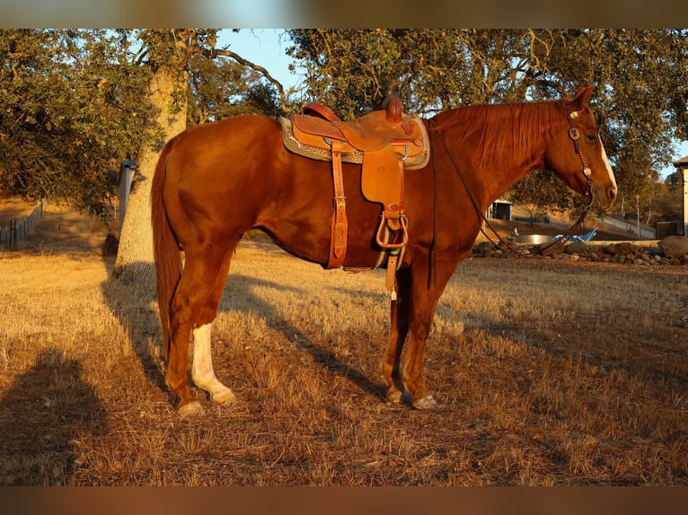 American Quarter Horse Castrone 15 Anni 155 cm in Valley Springs CA