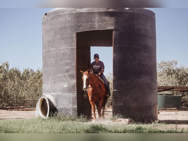 American Quarter Horse Castrone 15 Anni 155 cm in Valley Springs CA