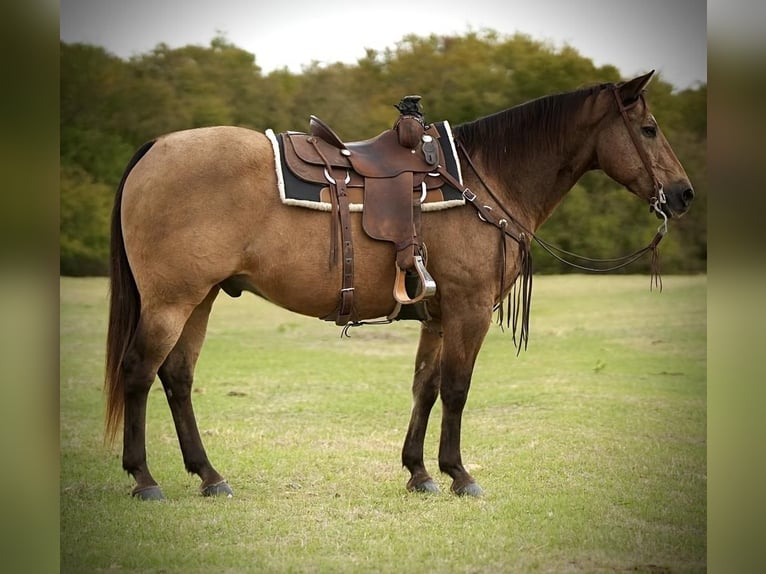 American Quarter Horse Castrone 15 Anni 155 cm Pelle di daino in Weatherford, TX