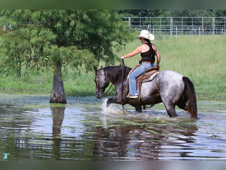 American Quarter Horse Castrone 15 Anni 155 cm Roano blu in Carthage, TX