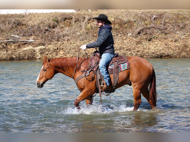 American Quarter Horse Castrone 15 Anni 155 cm Sauro ciliegia in Clarion