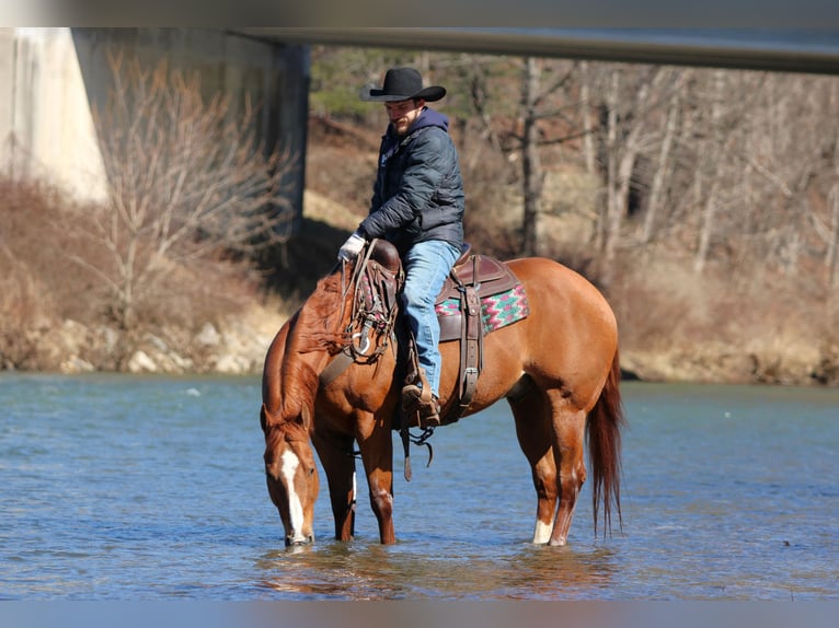 American Quarter Horse Castrone 15 Anni 155 cm Sauro ciliegia in Clarion