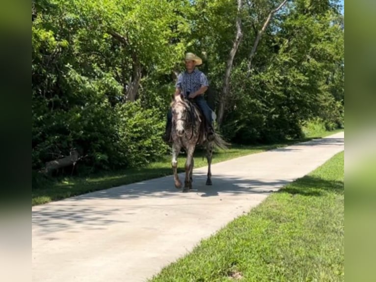 American Quarter Horse Castrone 15 Anni 155 cm Sauro scuro in Zearing ia