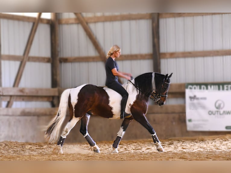 American Quarter Horse Castrone 15 Anni 155 cm Tobiano-tutti i colori in Oelwein IA