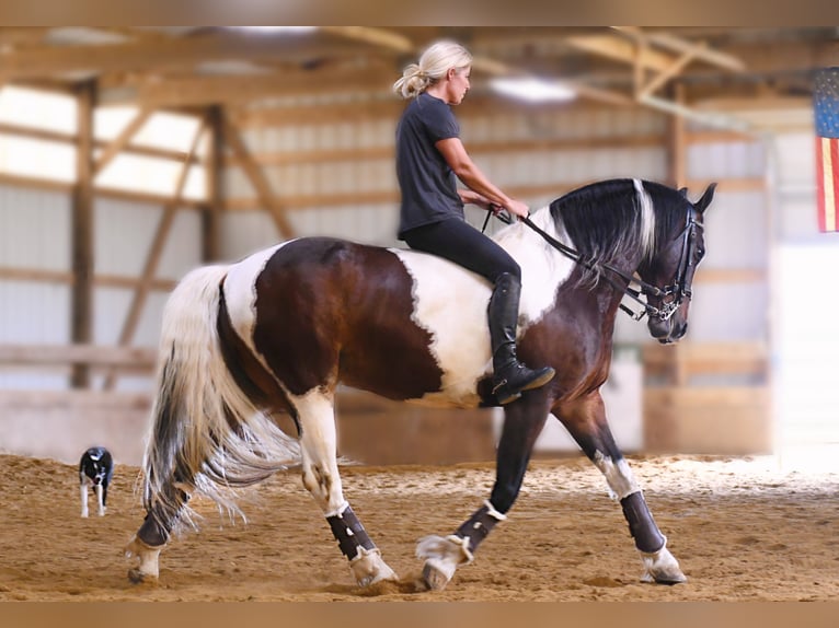 American Quarter Horse Castrone 15 Anni 155 cm Tobiano-tutti i colori in Oelwein IA