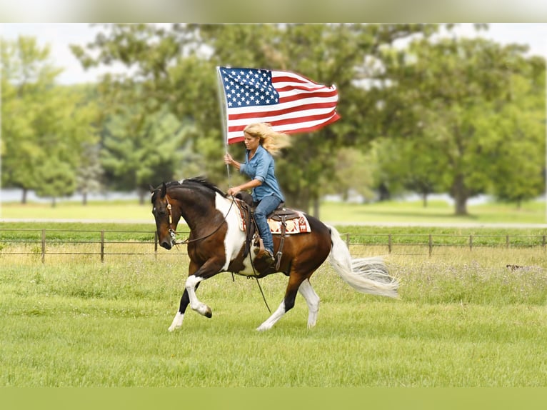 American Quarter Horse Castrone 15 Anni 155 cm Tobiano-tutti i colori in Oelwein IA