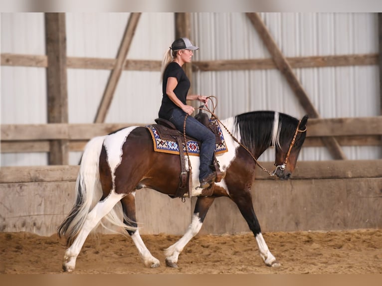 American Quarter Horse Castrone 15 Anni 155 cm Tobiano-tutti i colori in Oelwein IA