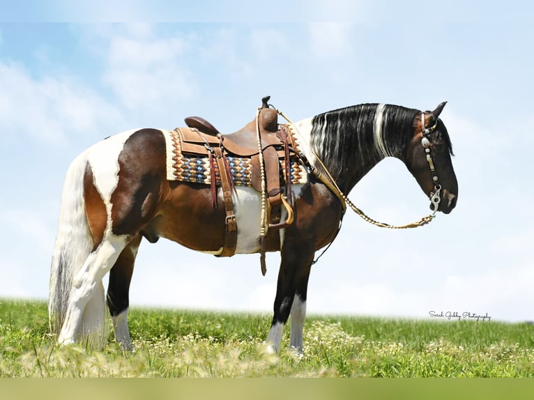 American Quarter Horse Castrone 15 Anni 155 cm Tobiano-tutti i colori in Oelwein IA