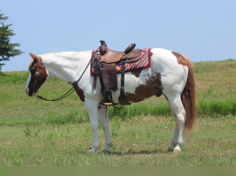 American Quarter Horse Castrone 15 Anni 155 cm Tobiano-tutti i colori in Madill OK