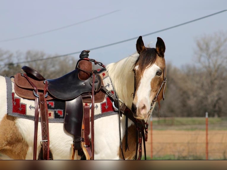 American Quarter Horse Castrone 15 Anni 155 cm Tobiano-tutti i colori in Morgan Mill TX