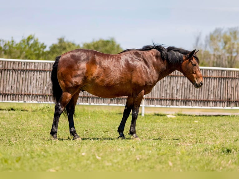 American Quarter Horse Castrone 15 Anni 157 cm Baio ciliegia in Weatherford TX