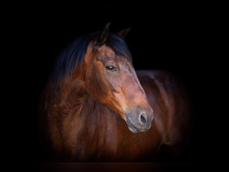 American Quarter Horse Castrone 15 Anni 157 cm Baio ciliegia in Weatherford TX