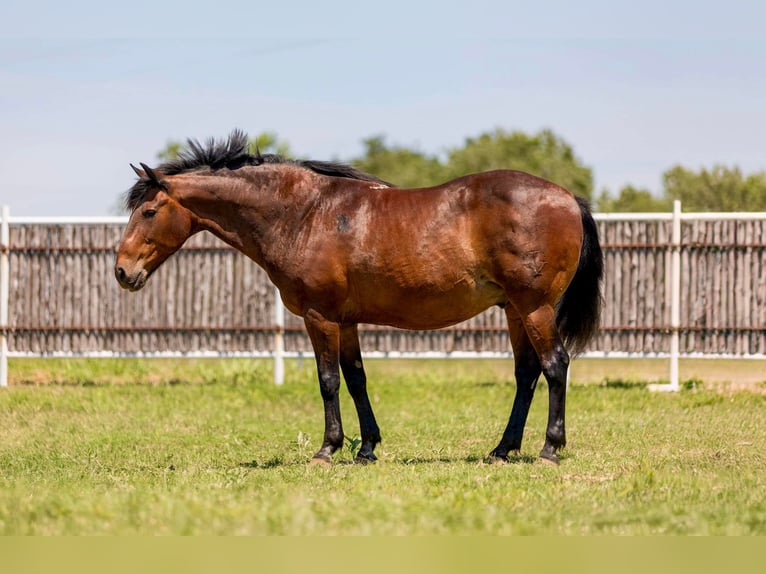 American Quarter Horse Castrone 15 Anni 157 cm Baio ciliegia in Weatherford TX