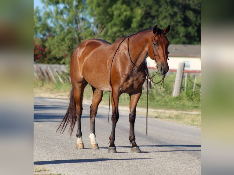 American Quarter Horse Castrone 15 Anni 157 cm Baio roano in Stephenville TX