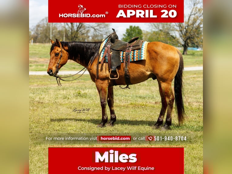 American Quarter Horse Castrone 15 Anni 157 cm Falbo in Quitman