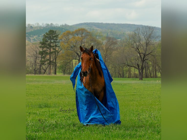 American Quarter Horse Castrone 15 Anni 157 cm Falbo in Quitman