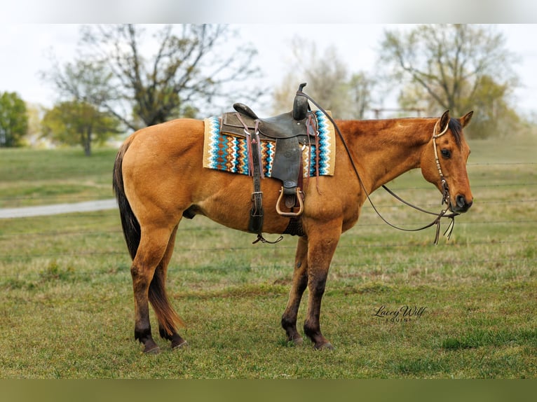 American Quarter Horse Castrone 15 Anni 157 cm Falbo in Quitman