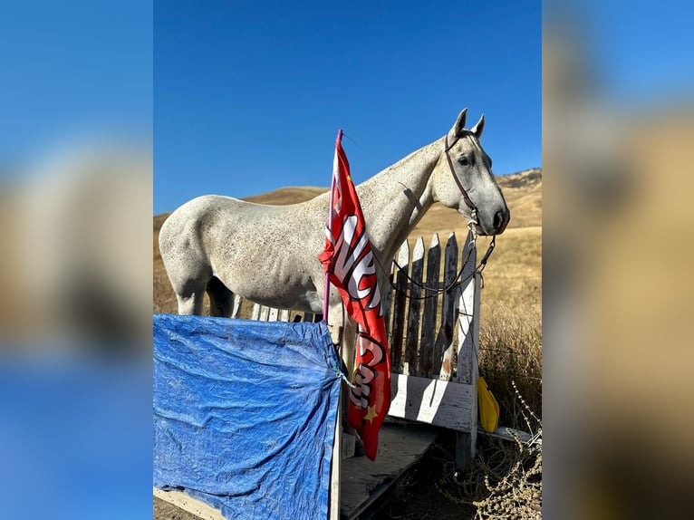 American Quarter Horse Castrone 15 Anni 157 cm Grigio in Bitterwater, CA