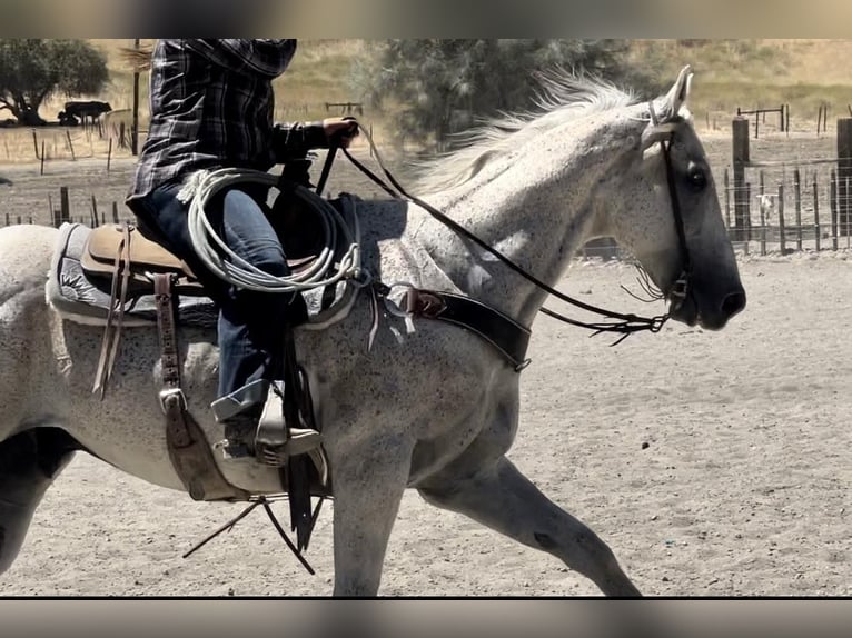 American Quarter Horse Castrone 15 Anni 157 cm Grigio in Bitterwater, CA