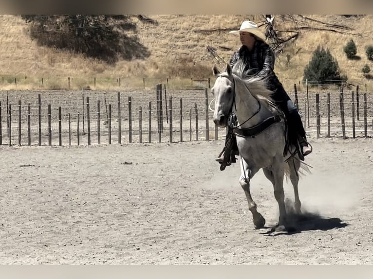 American Quarter Horse Castrone 15 Anni 157 cm Grigio in Bitterwater, CA