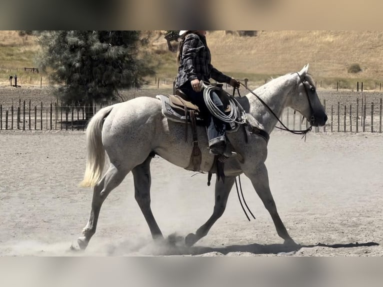 American Quarter Horse Castrone 15 Anni 157 cm Grigio in Bitterwater, CA