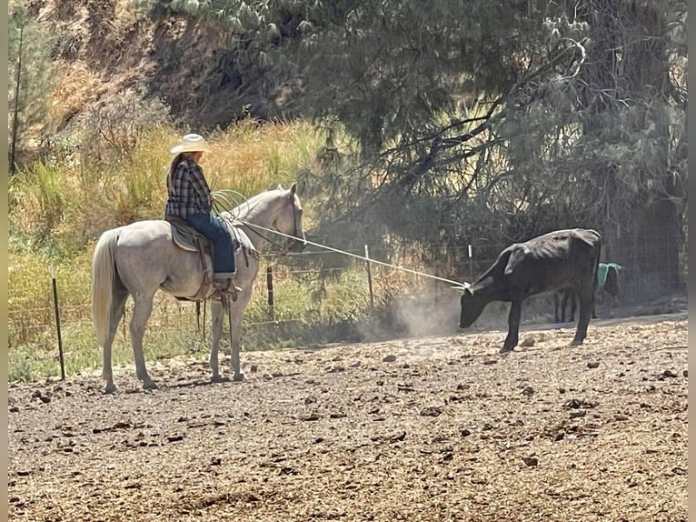 American Quarter Horse Castrone 15 Anni 157 cm Grigio in Bitterwater, CA