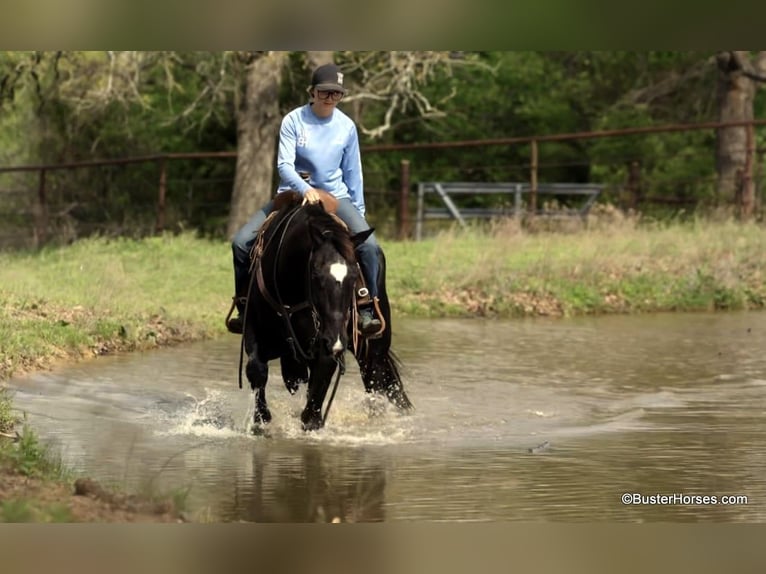 American Quarter Horse Castrone 15 Anni 157 cm Morello in Weatherford TX