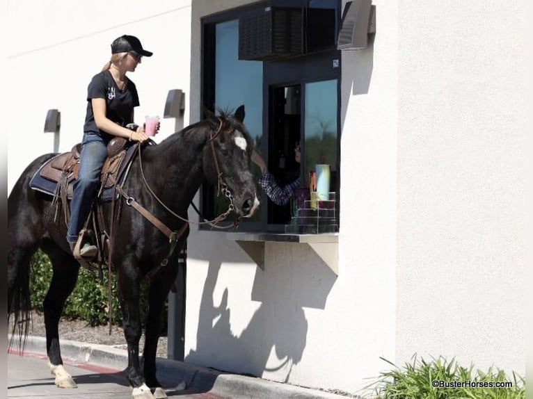 American Quarter Horse Castrone 15 Anni 157 cm Morello in Weatherford TX