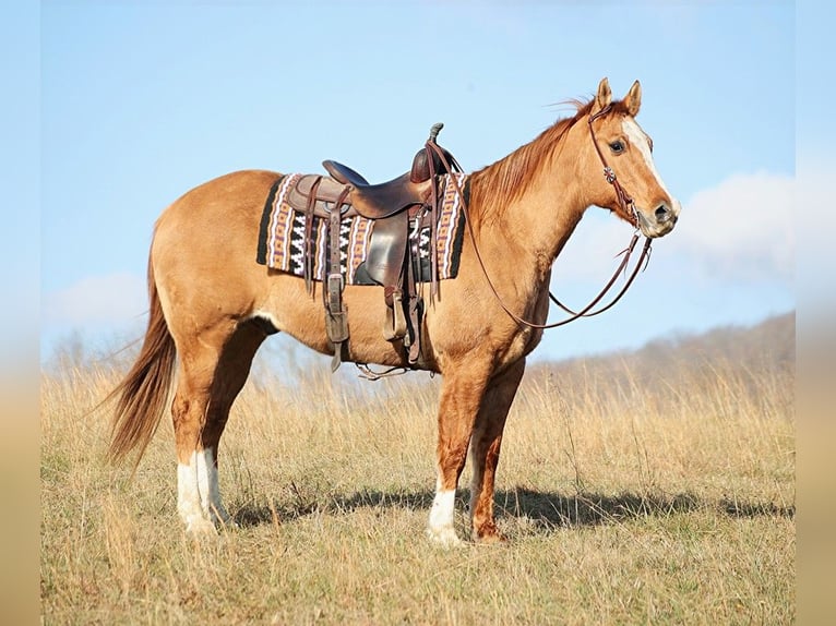 American Quarter Horse Castrone 15 Anni 157 cm Palomino in Brodhead KY