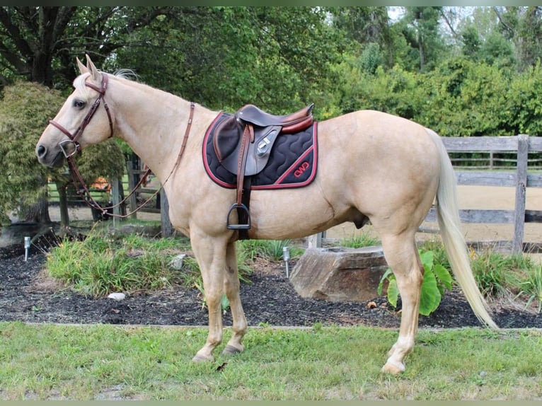 American Quarter Horse Castrone 15 Anni 157 cm Palomino in Allentown, NJ