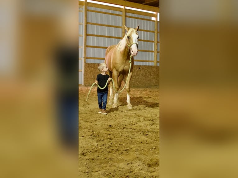 American Quarter Horse Mix Castrone 15 Anni 157 cm Palomino in Millersburg, OH