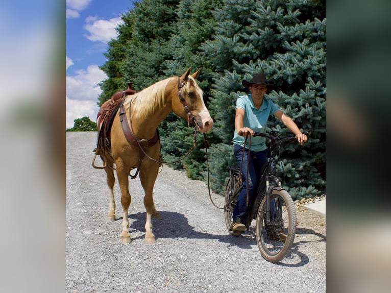 American Quarter Horse Mix Castrone 15 Anni 157 cm Palomino in Millersburg, OH