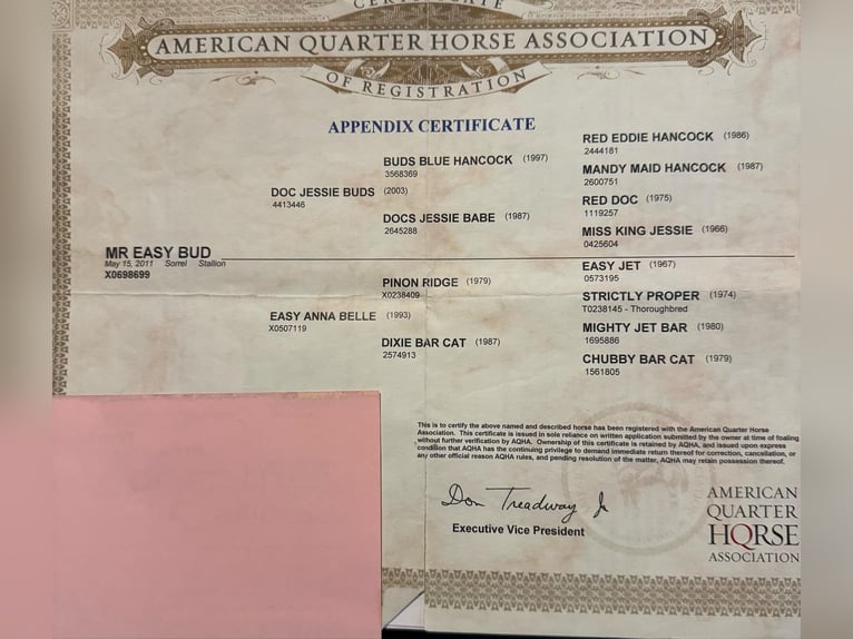 American Quarter Horse Castrone 15 Anni 157 cm Sauro scuro in Brooksville KY