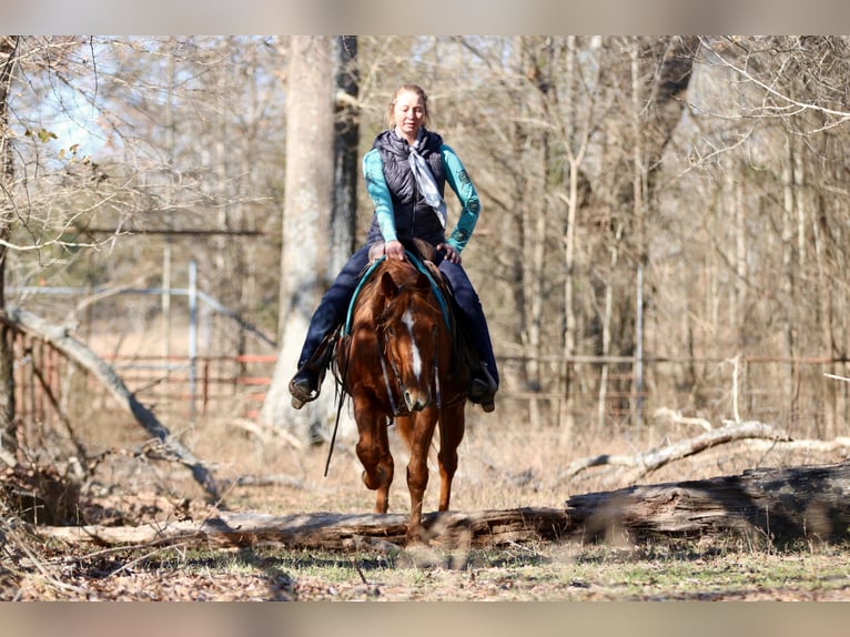 American Quarter Horse Castrone 15 Anni 157 cm Sauro scuro in Athens