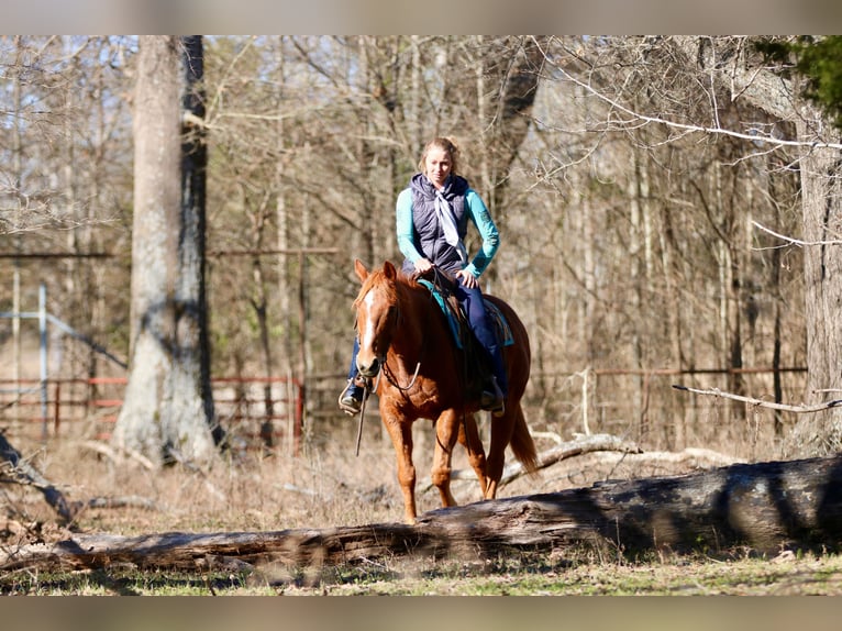 American Quarter Horse Castrone 15 Anni 157 cm Sauro scuro in Athens