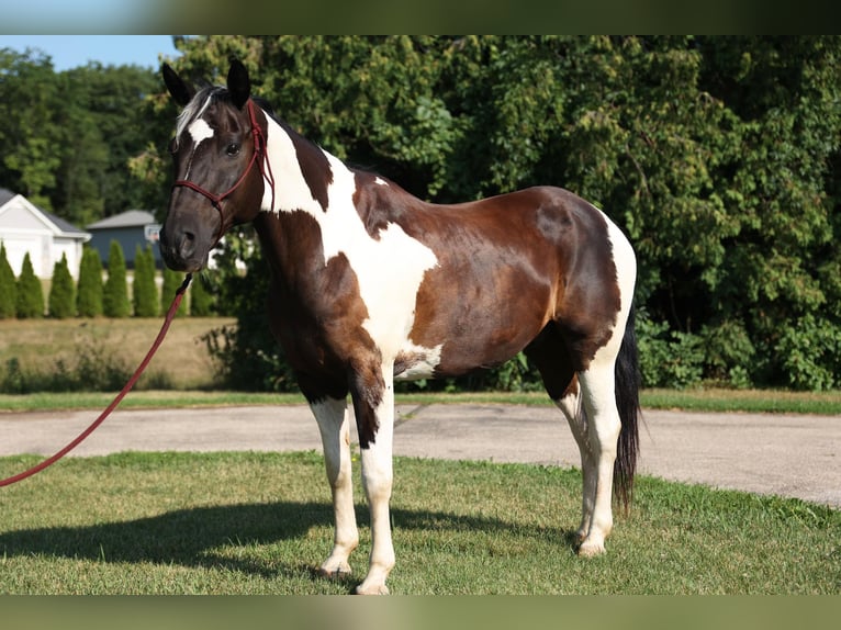 American Quarter Horse Castrone 15 Anni 157 cm Tobiano-tutti i colori in Brooklyn WI