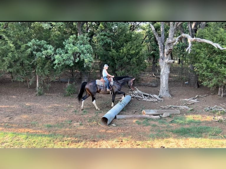 American Quarter Horse Castrone 15 Anni 160 cm Baio ciliegia in Joshua TX