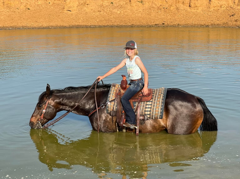 American Quarter Horse Castrone 15 Anni 160 cm Baio ciliegia in Joshua TX