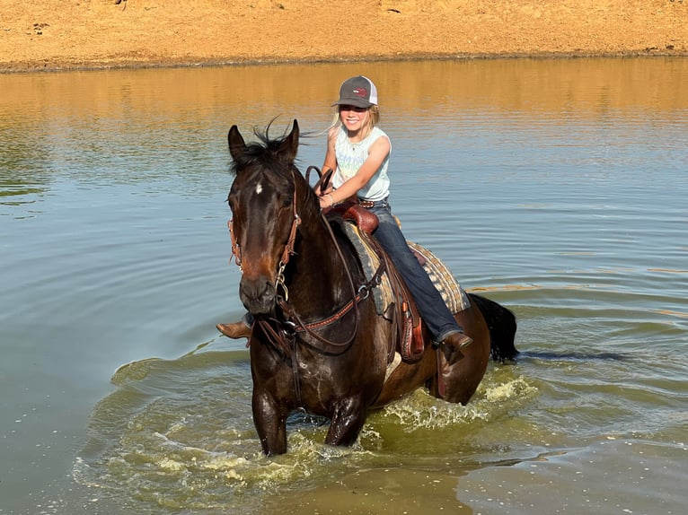 American Quarter Horse Castrone 15 Anni 160 cm Baio ciliegia in Joshua TX