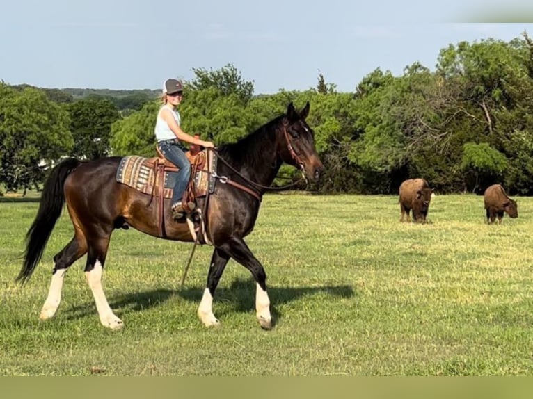 American Quarter Horse Castrone 15 Anni 160 cm Baio ciliegia in Joshua TX